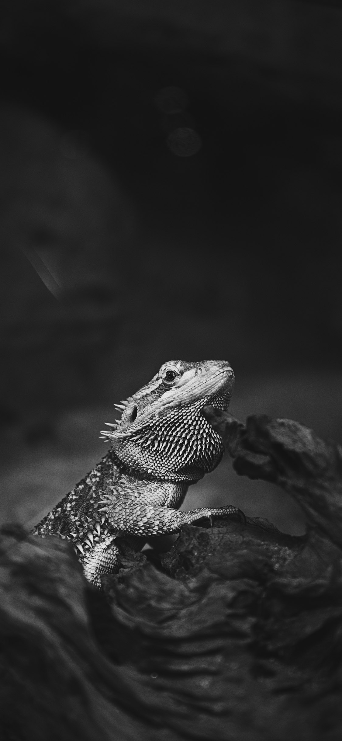 [2436×1125]变色龙 动物 爬行类 黑白 树栖 苹果手机壁纸图片