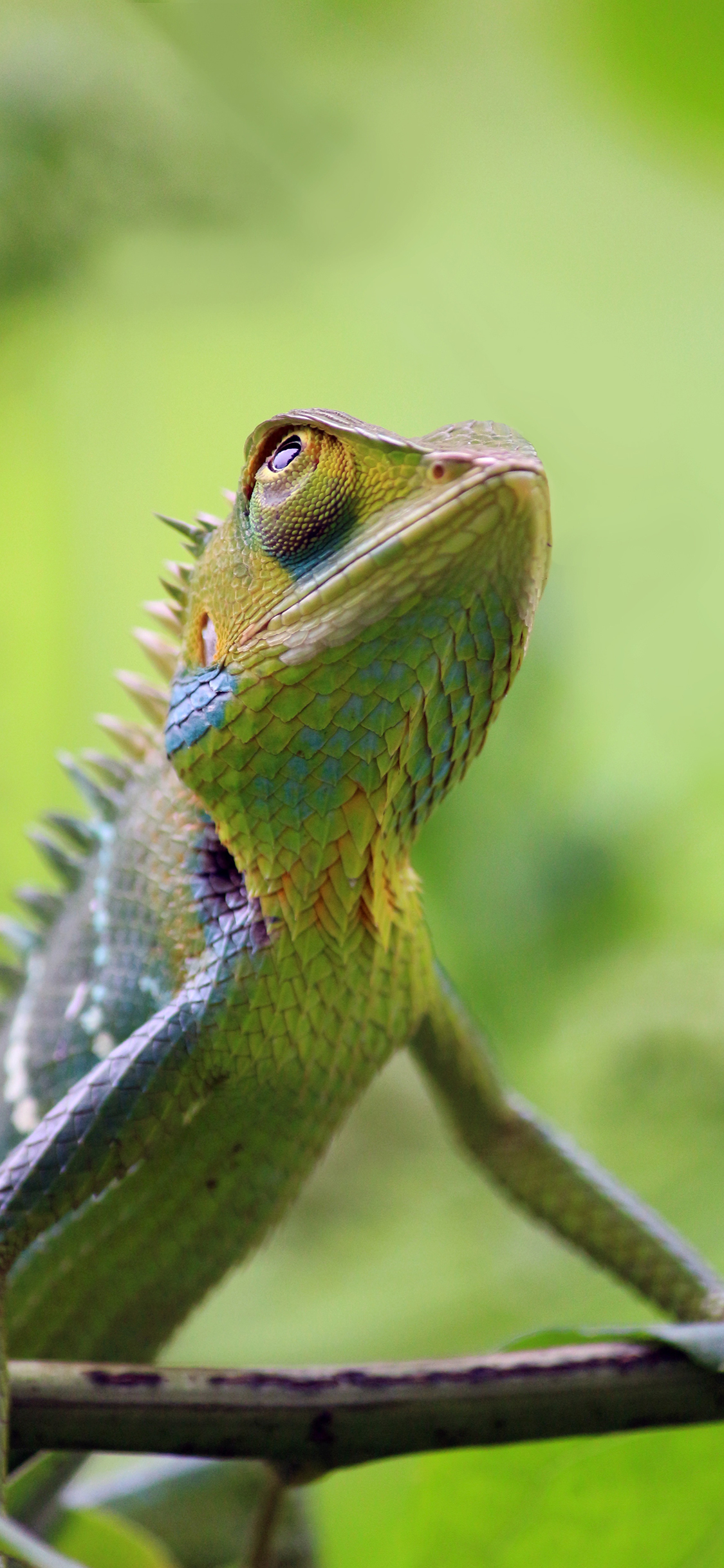 [2436×1125]变色龙 宠物 枝干 蜥蜴 爬行 苹果手机壁纸图片