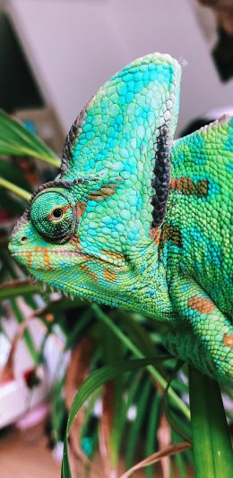 [2436x1125]变色龙 枝叶 四肢 爬行 苹果手机壁纸图片