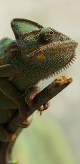 [2436x1125]变色龙 枝干 绿色 苹果手机壁纸图片