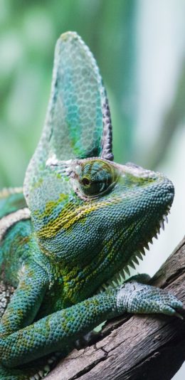 [2436x1125]变色龙 树枝 爬行 犄角 苹果手机壁纸图片