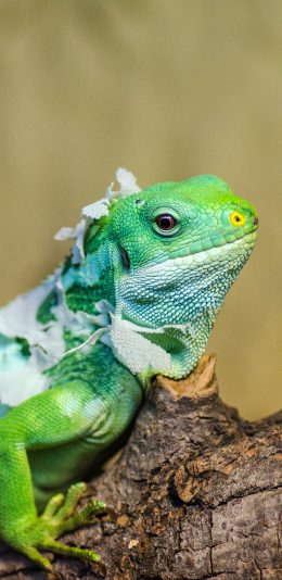 [2436x1125]变色龙 树枝 爬行 蜥蜴 苹果手机壁纸图片