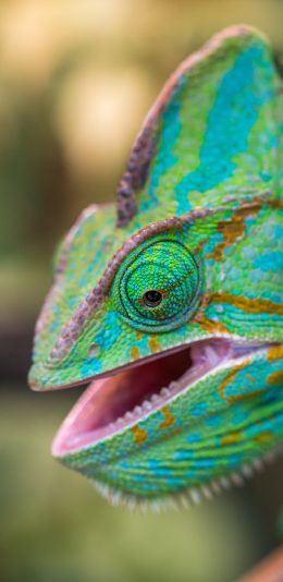 [2436x1125]变色龙 爬行 张嘴 丑 苹果手机壁纸图片