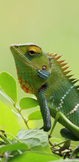 [2436x1125]变色龙 爬行 枝头 蜥蜴 苹果手机壁纸图片