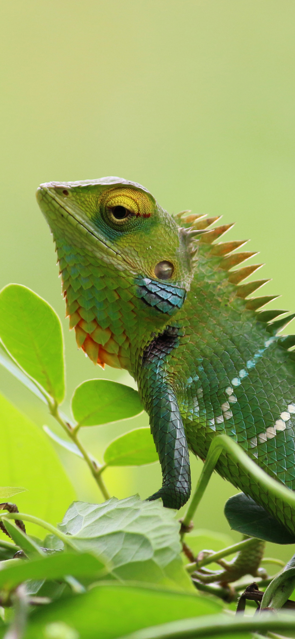 [2436×1125]变色龙 爬行 枝头 蜥蜴 苹果手机壁纸图片