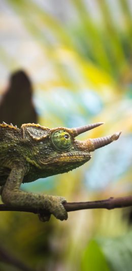 [2436x1125]变色龙 爬行 树枝 缓慢 蜥蜴 苹果手机壁纸图片