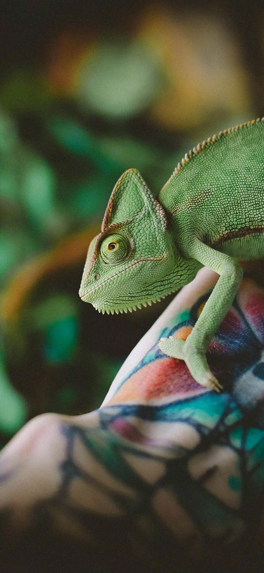 [2436×1125]变色龙 爬行 蜥蜴 宠物 苹果手机壁纸图片