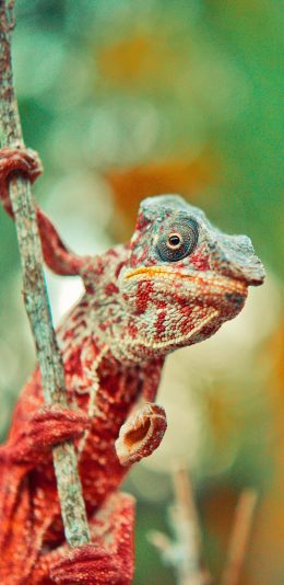 [2436x1125]变色龙 爬行 蜥蜴 对趾 苹果手机壁纸图片