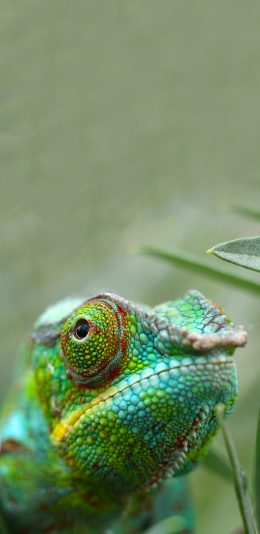 [2436x1125]变色龙 爬行动物 两栖 苹果手机壁纸图片