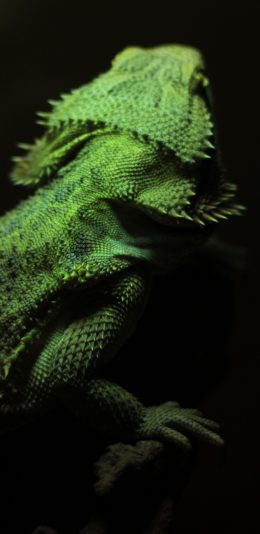 [2436x1125]变色龙 特写 后背 爬行 苹果手机壁纸图片