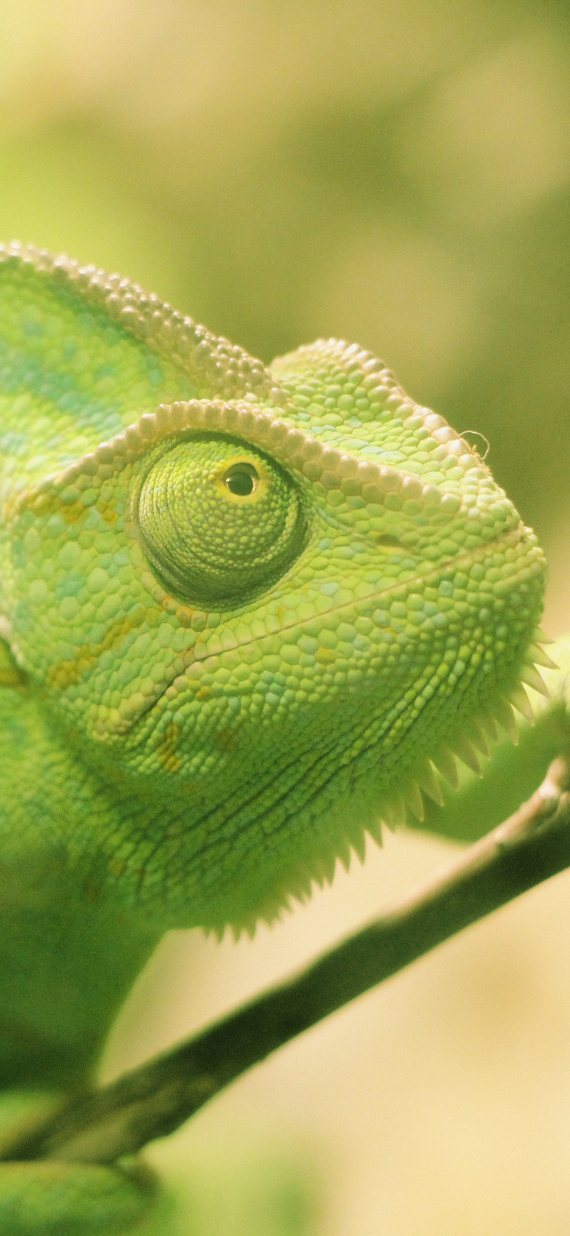 [2436×1125]变色龙 绿色 枝干 爬行 蜥蜴 苹果手机壁纸图片
