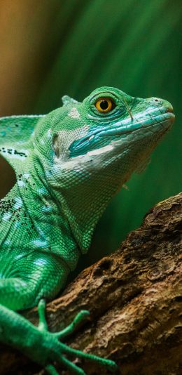[2436x1125]变色龙 绿色 栖息 树干 爬行 苹果手机壁纸图片