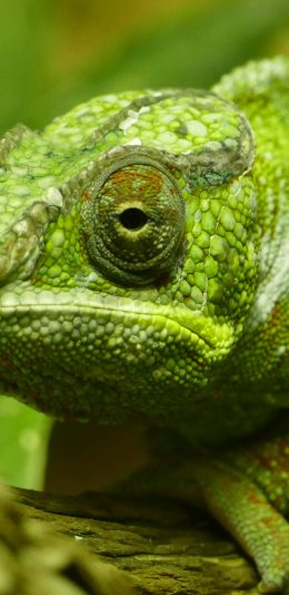 [2436x1125]变色龙 绿色 爬行 蜥蜴 苹果手机壁纸图片