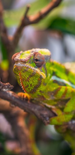 [2436x1125]变色龙 蜥蜴 枝干 爬行 苹果手机壁纸图片