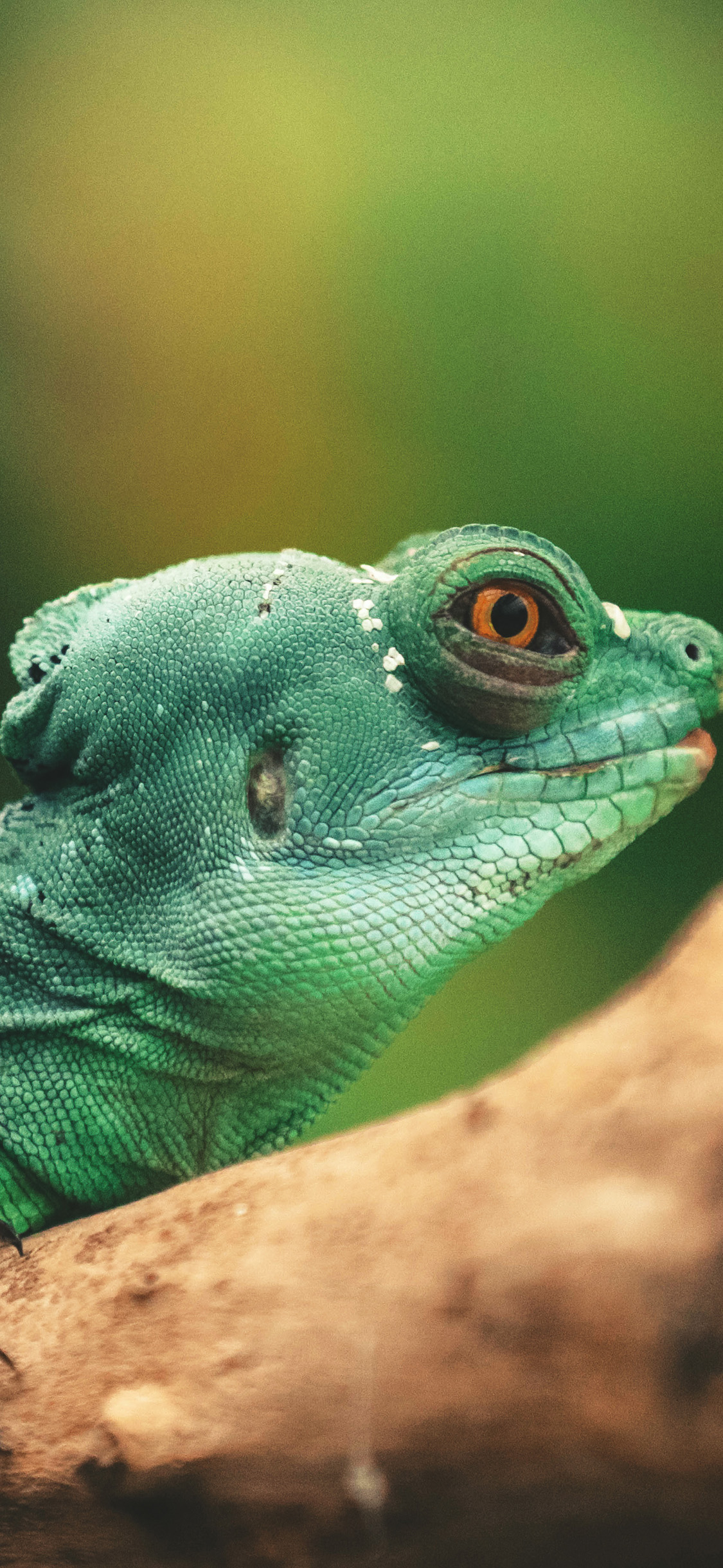 [2436×1125]变色龙 蜥蜴 爬行 两栖 绿色 苹果手机壁纸图片