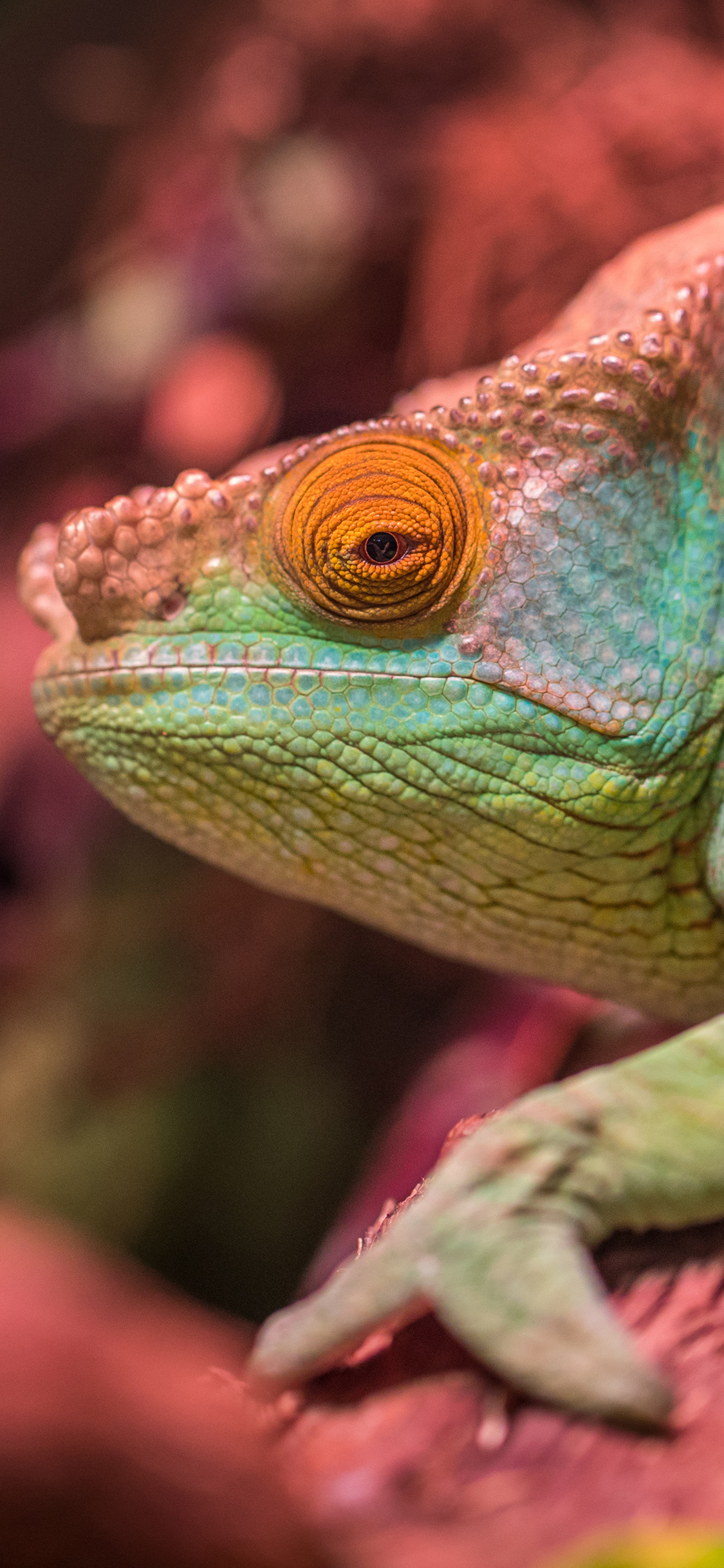 [2436×1125]变色龙 蜥蜴 爬行 枝干 苹果手机壁纸图片