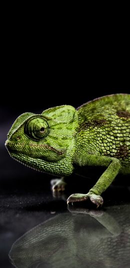 [2436x1125]变色龙 蜥蜴 绿色 爬行 苹果手机壁纸图片