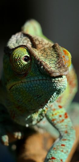 [2436x1125]变色龙 蜥蜴科 爬行动物 绿色 苹果手机壁纸图片