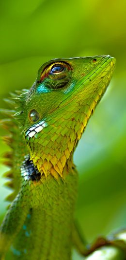 [2436x1125]变色龙 鳞片 爬行 蜥蜴 绿色 苹果手机壁纸图片