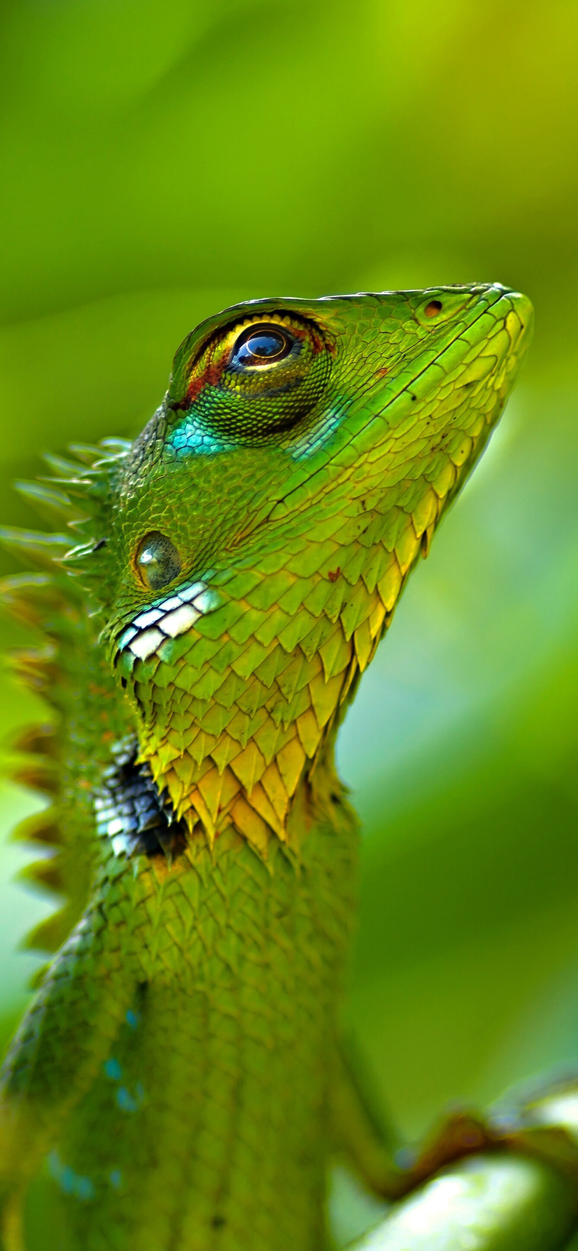 [2436×1125]变色龙 鳞片 爬行 蜥蜴 绿色 苹果手机壁纸图片