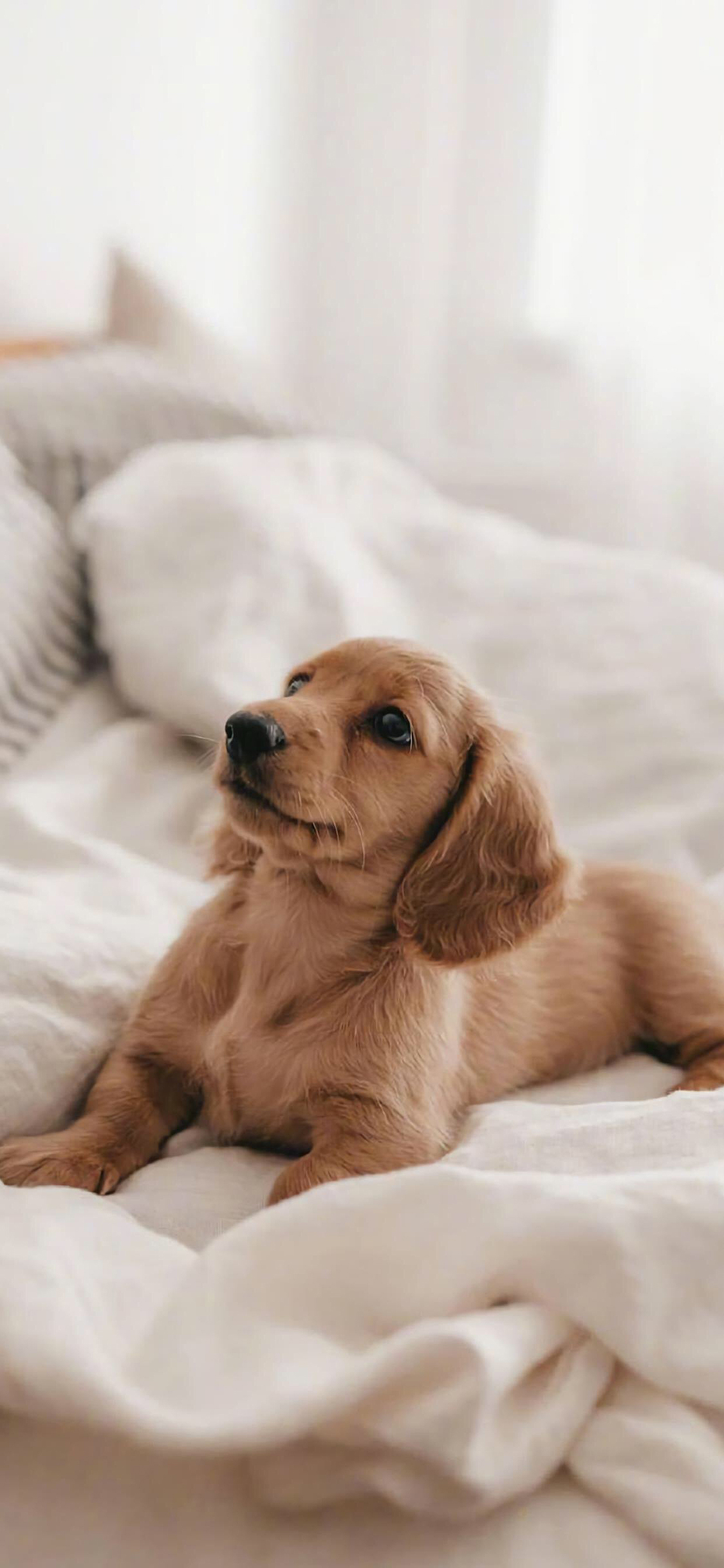 [2436×1125]可爱 小狗 金毛 乖巧 苹果手机壁纸图片