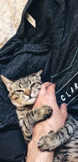 [2436x1125]可爱 猫咪 宠物 抱手 苹果手机壁纸图片