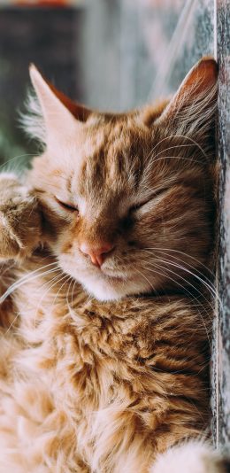 [2436x1125]可爱 猫咪 宠物 眯眼 苹果手机壁纸图片