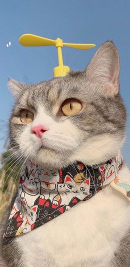 [2436x1125]可爱 竹蜻蜓 猫咪 宠物 苹果手机壁纸图片