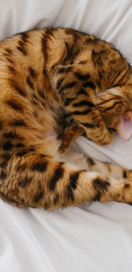 [2436x1125]可爱 蜷缩 宠物 动物 猫咪 苹果手机壁纸图片