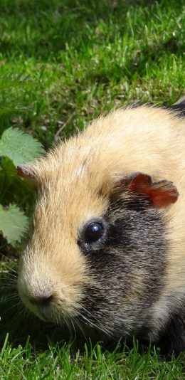 [2436x1125]可爱宠物 荷兰猪 草地 苹果手机壁纸图片