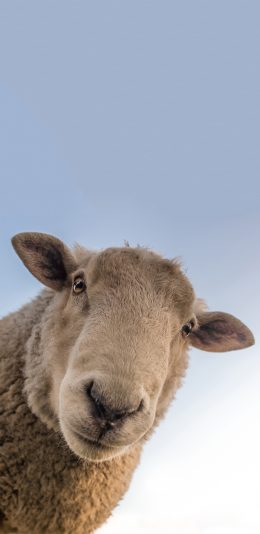 [2436x1125]可爱羊羔 憨厚呆萌 苹果手机壁纸图片