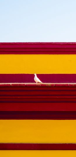 [2436x1125]台阶 色彩 红黄 白鸽 飞鸟 苹果手机壁纸图片
