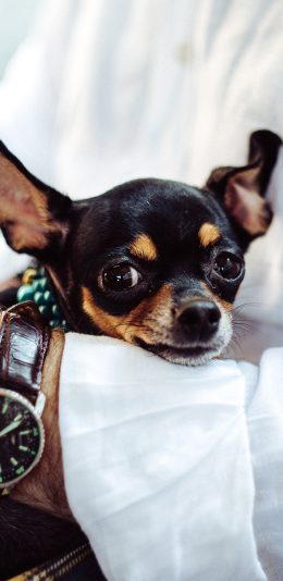 [2436x1125]吉娃娃 宠物 狗 犬 汪星人 可爱 苹果手机壁纸图片