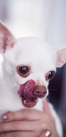 [2436x1125]吉娃娃 小狗 犬类 宠物 苹果手机壁纸图片