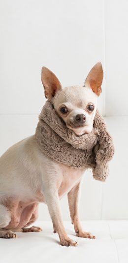 [2436x1125]吉娃娃 犬 狗 汪星人 宠物 苹果手机壁纸图片