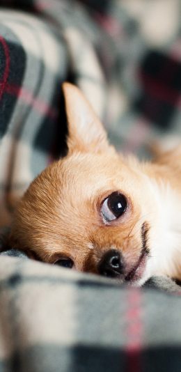 [2436x1125]吉娃娃 狗 汪星人 可爱 萌 宠物 苹果手机壁纸图片