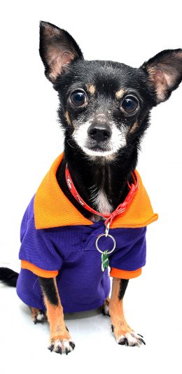 [2436x1125]吉娃娃 狗 犬 可爱 宠物 汪星人 苹果手机壁纸图片