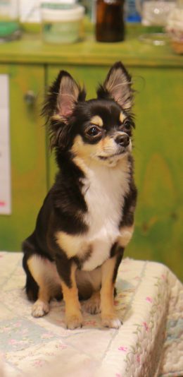 [2436x1125]吉娃娃 狗 犬 汪星人 宠物 可爱 苹果手机壁纸图片