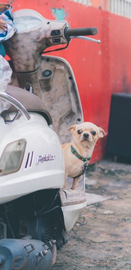 [2436x1125]吉娃娃 狗 犬 汪星人 宠物 摩托 苹果手机壁纸图片