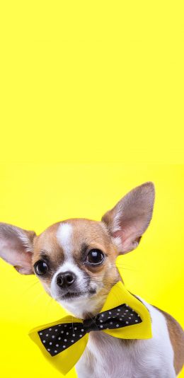 [2436x1125]吉娃娃 狗 蝴蝶结 黄色 汪星人 可爱 宠物 萌 苹果手机壁纸图片