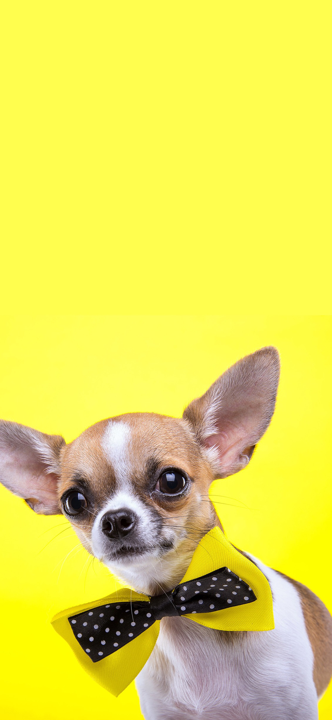 [2436×1125]吉娃娃 狗 蝴蝶结 黄色 汪星人 可爱 宠物 萌 苹果手机壁纸图片