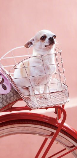 [2436x1125]吉娃娃 粉色 品牌 单车 自行车 汪星人 苹果手机壁纸图片