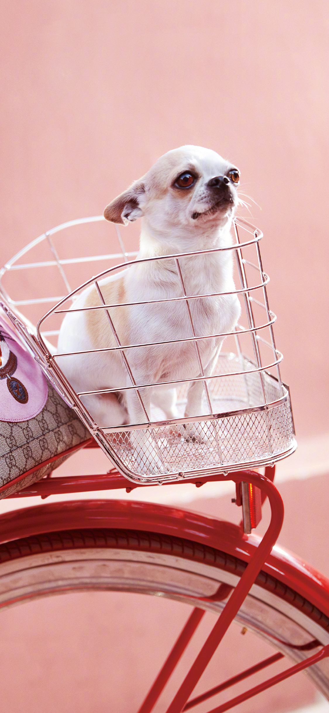 [2436×1125]吉娃娃 粉色 品牌 单车 自行车 汪星人 苹果手机壁纸图片