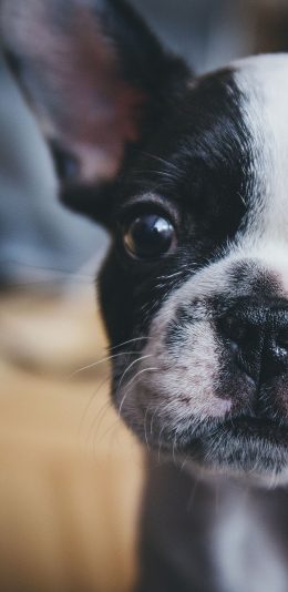 [2436x1125]呆萌 法斗 幼犬 黑白 苹果手机壁纸图片