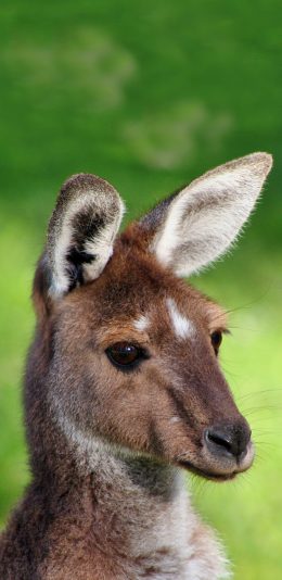 [2436x1125]呆萌小袋鼠 大眼睛 苹果手机壁纸图片