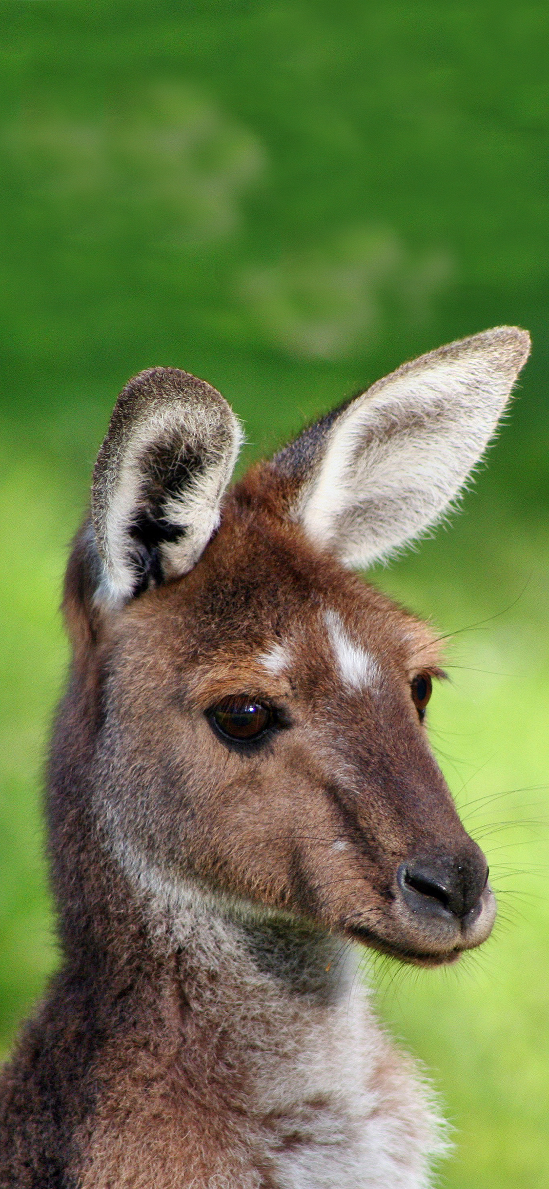 [2436×1125]呆萌小袋鼠 大眼睛 苹果手机壁纸图片