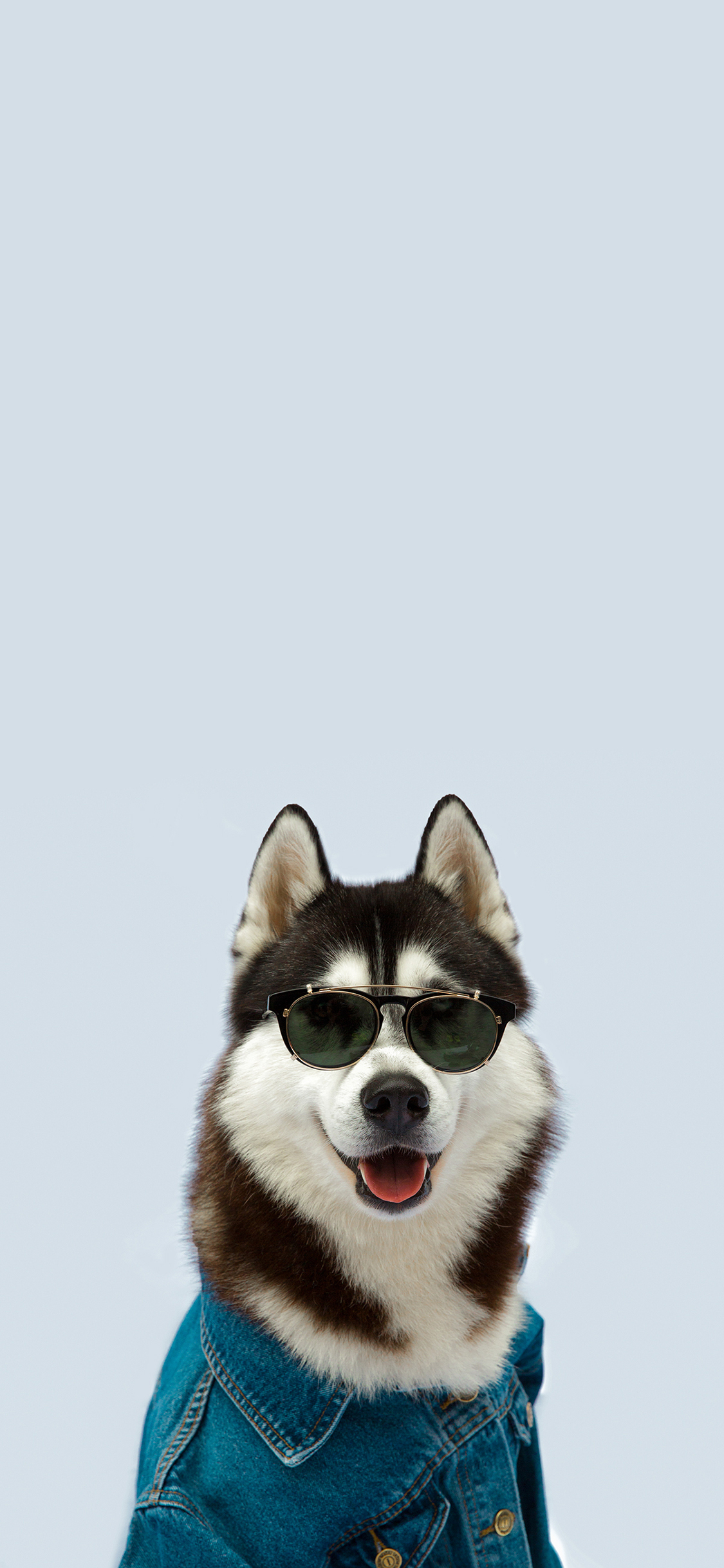 [2436×1125]哈士奇 二哈 墨镜 汪星人 宠物 可爱 苹果手机壁纸图片