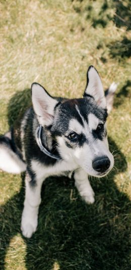 [2436x1125]哈士奇 二哈 宠物 狗 犬 苹果手机壁纸图片
