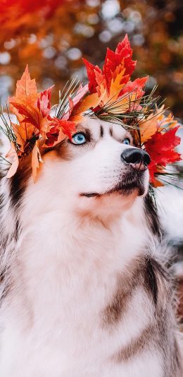 [2436x1125]哈士奇 二哈 枫叶 秋天 狗 汪星人 宠物 苹果手机壁纸图片