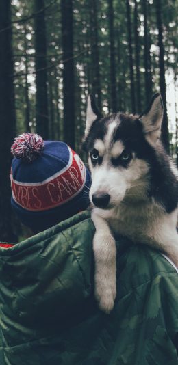 [2436x1125]哈士奇 二哈 森林 狗 犬 汪星人 背影 苹果手机壁纸图片